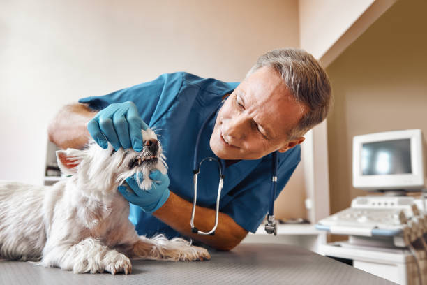 Best Emergency Dental Services for Seniors in Kinston, NC